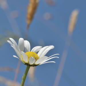 Leucanthemum adustum (W.D.J.Koch) Gremli [1898] [nn38669] par Jean Paul Saint Marc le 26/06/2024 - Laruns