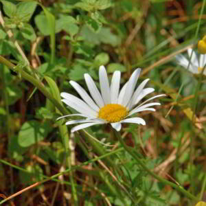 Leucanthemum adustum (W.D.J.Koch) Gremli [1898] [nn38669] par Jean Paul Saint Marc le 26/06/2024 - Laruns