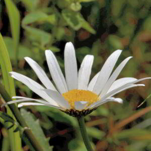 Leucanthemum adustum (W.D.J.Koch) Gremli [1898] [nn38669] par Jean Paul Saint Marc le 26/06/2024 - Laruns