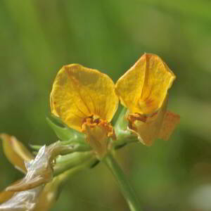 Lotus corniculatus L. [1753] [nn39988] par Jean Paul Saint Marc le 26/06/2024 - Laruns