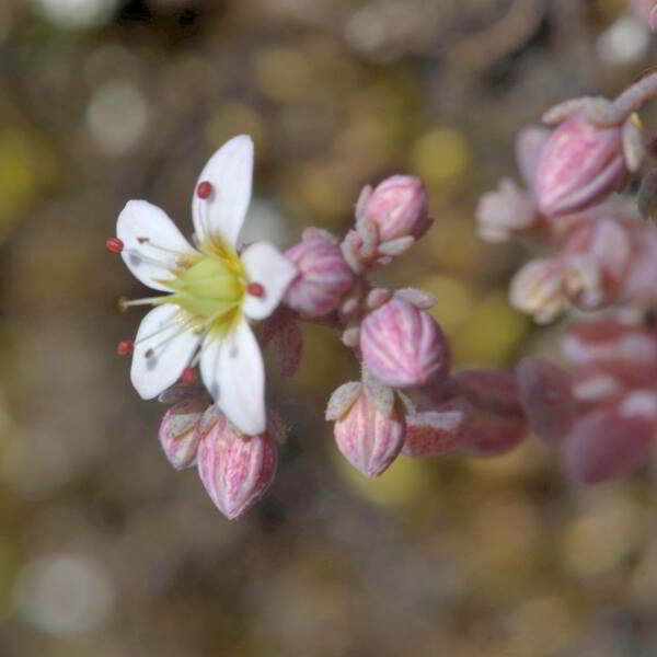 Sedum dasyphyllum L. [1753] [nn75361] par Jean Paul Saint Marc le 26/06/2024 - Laruns