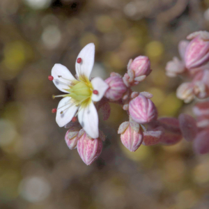 Sedum dasyphyllum L. [1753] [nn75361] par Jean Paul Saint Marc le 26/06/2024 - Laruns