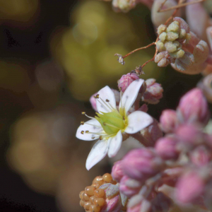 Sedum dasyphyllum L. [1753] [nn75361] par Jean Paul Saint Marc le 26/06/2024 - Laruns