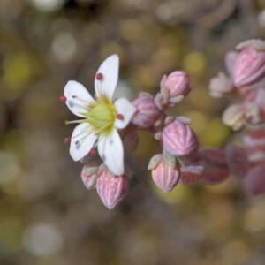 Sedum dasyphyllum L. [1753] [nn75361] par Jean Paul Saint Marc le 26/06/2024 - Laruns