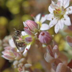 Sedum dasyphyllum L. [1753] [nn75361] par Jean Paul Saint Marc le 26/06/2024 - Laruns