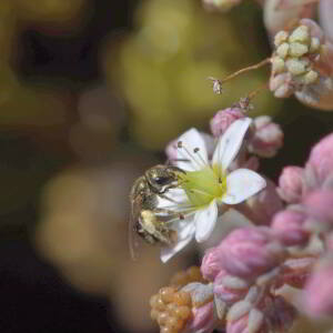 Sedum dasyphyllum L. [1753] [nn75361] par Jean Paul Saint Marc le 26/06/2024 - Laruns