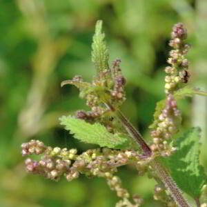 Urtica dioica L. [1753] [nn70396] par Jean Paul Saint Marc le 26/06/2024 - Laruns