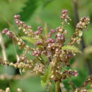 Urtica dioica L. [1753] [nn70396] par Jean Paul Saint Marc le 26/06/2024 - Laruns