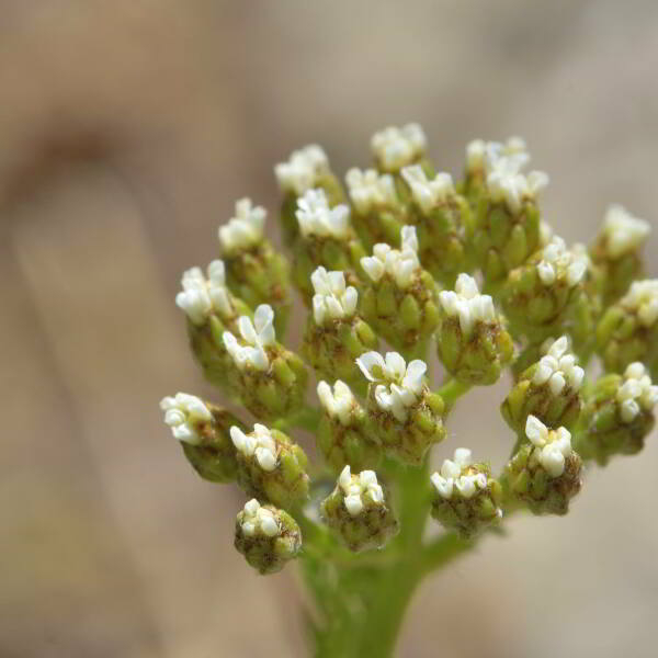 Achillea millefolium L. [1753] [nn365] par Jean Paul Saint Marc le 03/07/2024 - Sallent de Gállego