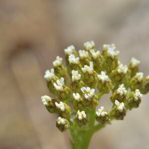 Achillea millefolium L. [1753] [nn365] par Jean Paul Saint Marc le 03/07/2024 - Sallent de Gállego