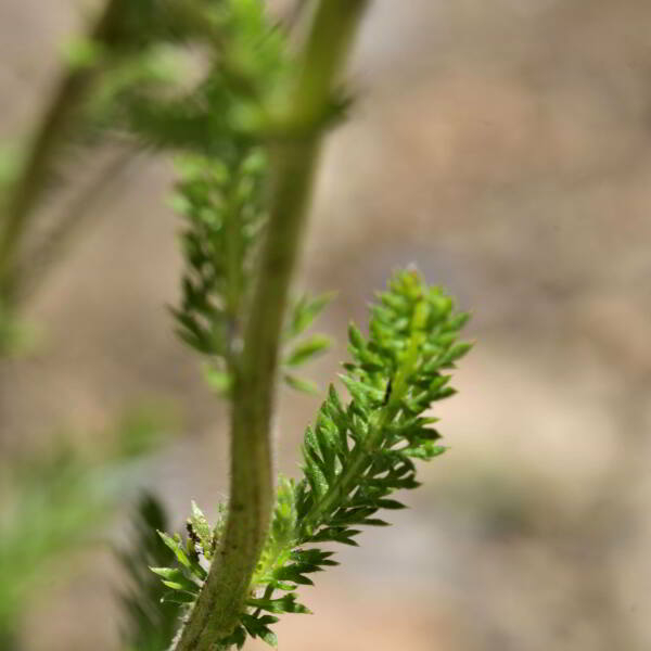 Achillea millefolium L. [1753] [nn365] par Jean Paul Saint Marc le 03/07/2024 - Sallent de Gállego