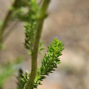 Achillea millefolium L. [1753] [nn365] par Jean Paul Saint Marc le 03/07/2024 - Sallent de Gállego