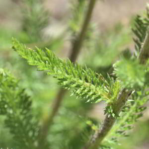 Achillea millefolium L. [1753] [nn365] par Jean Paul Saint Marc le 03/07/2024 - Sallent de Gállego