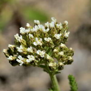 Achillea millefolium L. [1753] [nn365] par Jean Paul Saint Marc le 03/07/2024 - Sallent de Gállego