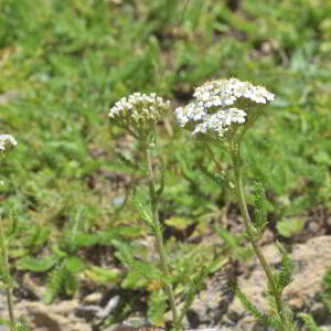 Achillea millefolium L. [1753] [nn365] par Jean Paul Saint Marc le 03/07/2024 - Sallent de Gállego