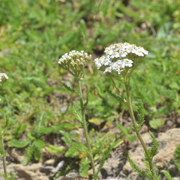 Achillea millefolium L. [1753] [nn365] par Jean Paul Saint Marc le 03/07/2024 - Sallent de Gállego