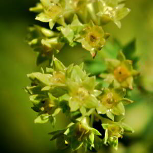 Alchemilla xanthochlora Rothm. [1937] [nn2775] par Jean Paul Saint Marc le 03/07/2024 - Sallent de Gállego