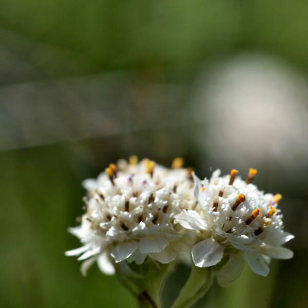 Antennaria dioica (L.) Gaertn. [1791] [nn5011] par Jean Paul Saint Marc le 03/07/2024 - Sallent de Gállego