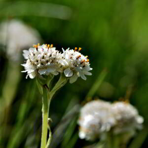 Antennaria dioica (L.) Gaertn. [1791] [nn5011] par Jean Paul Saint Marc le 03/07/2024 - Sallent de Gállego