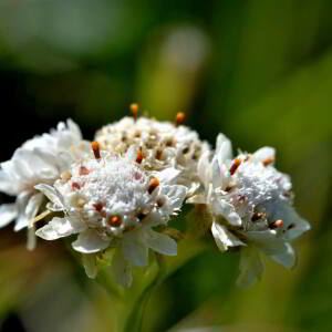 Antennaria dioica (L.) Gaertn. [1791] [nn5011] par Jean Paul Saint Marc le 03/07/2024 - Sallent de Gállego