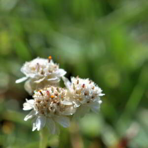 Antennaria dioica (L.) Gaertn. [1791] [nn5011] par Jean Paul Saint Marc le 03/07/2024 - Sallent de Gállego