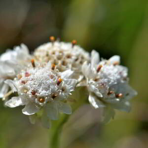 Antennaria dioica (L.) Gaertn. [1791] [nn5011] par Jean Paul Saint Marc le 03/07/2024 - Sallent de Gállego