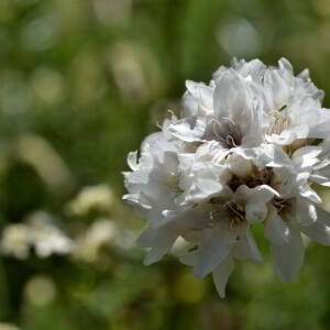 Armeria pubinervis Boiss. [1848] [nn6602] par Jean Paul Saint Marc le 03/07/2024 - Sallent de Gállego