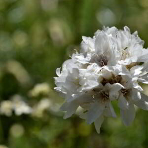 Armeria pubinervis Boiss. [1848] [nn6602] par Jean Paul Saint Marc le 03/07/2024 - Sallent de Gállego