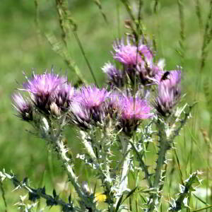 Carduus carlinoides Gouan [1773] [nn75023] par Jean Paul Saint Marc le 03/07/2024 - Sallent de Gállego