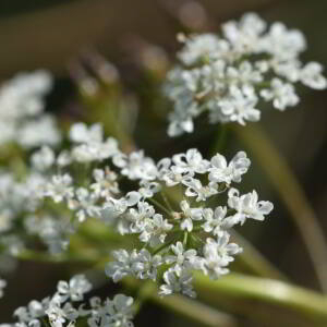 Conopodium majus (Gouan) Loret [1886] [nn18669] par Jean Paul Saint Marc le 03/07/2024 - Sallent de Gállego