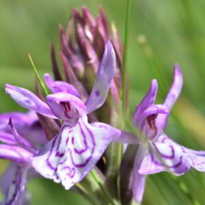 Dactylorhiza maculata (L.) Soó [1962] [nn21403] par Jean Paul Saint Marc le 03/07/2024 - Sallent de Gállego