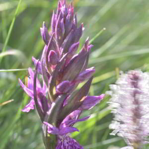 Dactylorhiza maculata (L.) Soó [1962] [nn21403] par Jean Paul Saint Marc le 03/07/2024 - Sallent de Gállego