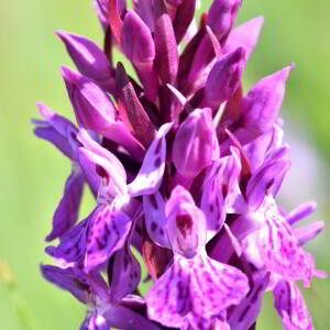 Dactylorhiza maculata (L.) Soó [1962] [nn21403] par Jean Paul Saint Marc le 03/07/2024 - Sallent de Gállego