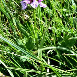 Dactylorhiza maculata (L.) Soó [1962] [nn21403] par Jean Paul Saint Marc le 03/07/2024 - Sallent de Gállego