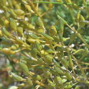 Draba aizoides L. [1767] [nn75099] par Jean Paul Saint Marc le 03/07/2024 - Sallent de Gállego