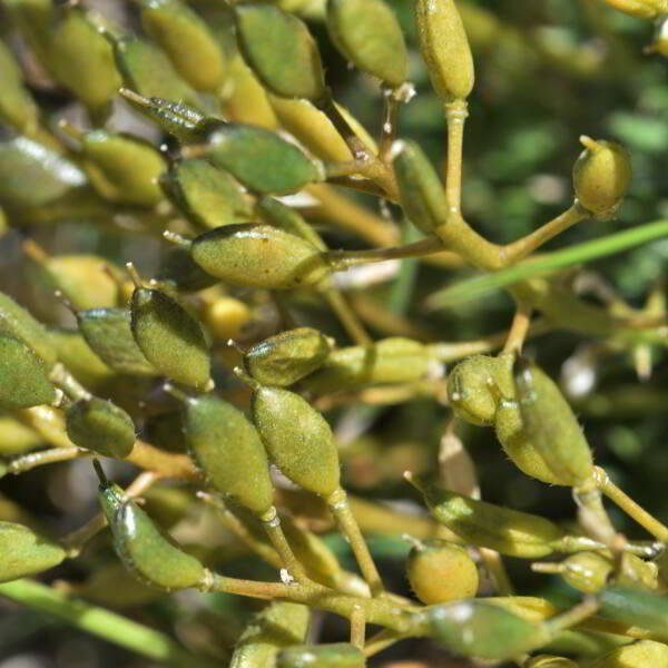 Draba aizoides L. [1767] [nn75099] par Jean Paul Saint Marc le 03/07/2024 - Sallent de Gállego