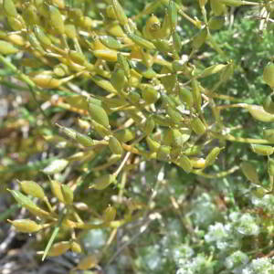 Draba aizoides L. [1767] [nn75099] par Jean Paul Saint Marc le 03/07/2024 - Sallent de Gállego