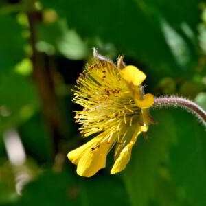 Geum rivale L. [1753] [nn30136] par Jean Paul Saint Marc le 03/07/2024 - Sallent de Gállego