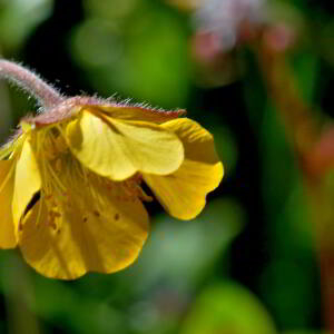 Geum rivale L. [1753] [nn30136] par Jean Paul Saint Marc le 03/07/2024 - Sallent de Gállego