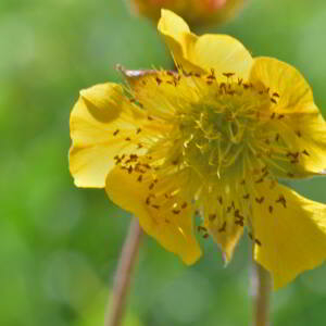 Geum rivale L. [1753] [nn30136] par Jean Paul Saint Marc le 03/07/2024 - Sallent de Gállego