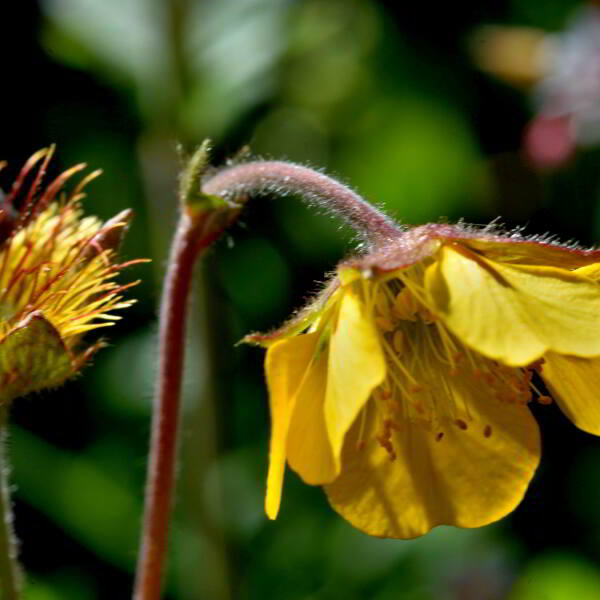 Geum rivale L. [1753] [nn30136] par Jean Paul Saint Marc le 03/07/2024 - Sallent de Gállego