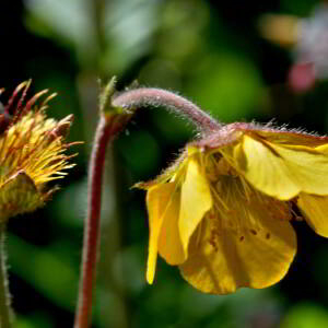 Geum rivale L. [1753] [nn30136] par Jean Paul Saint Marc le 03/07/2024 - Sallent de Gállego