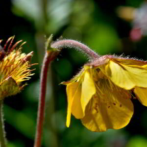 Geum rivale L. [1753] [nn30136] par Jean Paul Saint Marc le 03/07/2024 - Sallent de Gállego