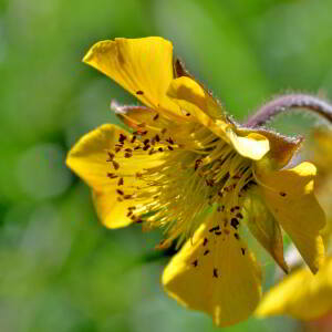 Geum rivale L. [1753] [nn30136] par Jean Paul Saint Marc le 03/07/2024 - Sallent de Gállego