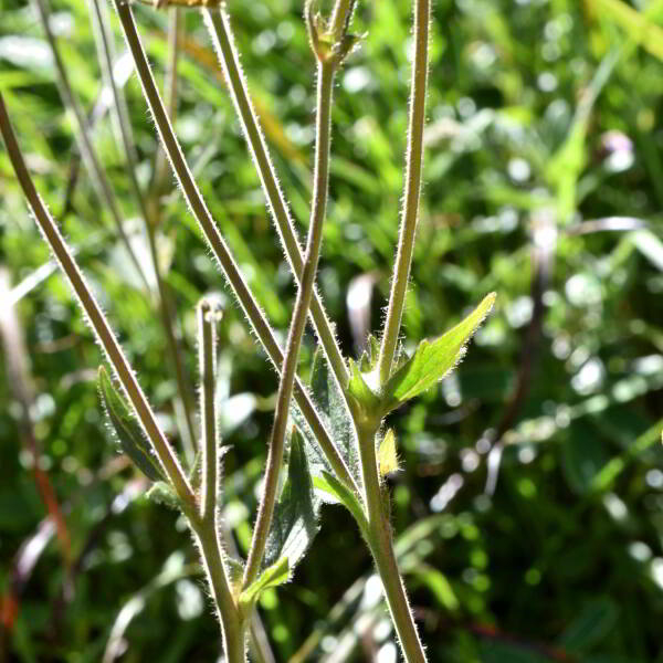 Geum rivale L. [1753] [nn30136] par Jean Paul Saint Marc le 03/07/2024 - Sallent de Gállego