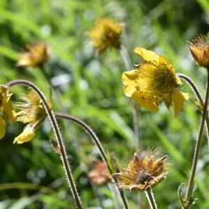 Geum rivale L. [1753] [nn30136] par Jean Paul Saint Marc le 03/07/2024 - Sallent de Gállego