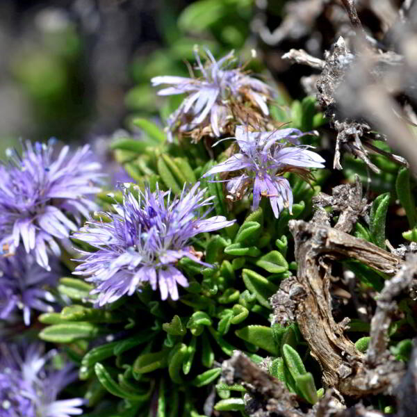 Globularia repens Lam. [1779] [nn30309] par Jean Paul Saint Marc le 03/07/2024 - Sallent de Gállego