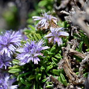 Globularia repens Lam. [1779] [nn30309] par Jean Paul Saint Marc le 03/07/2024 - Sallent de Gállego