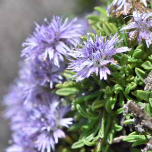 Globularia repens Lam. [1779] [nn30309] par Jean Paul Saint Marc le 03/07/2024 - Sallent de Gállego