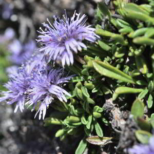 Globularia repens Lam. [1779] [nn30309] par Jean Paul Saint Marc le 03/07/2024 - Sallent de Gállego